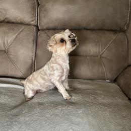 Annie - Yorkshire Terrier