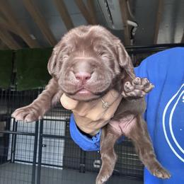 Pink - Chocolate female Labrador Retriever puppy in Newton Grove, North Carolina from Wayalife Labradors & Gsp’s
