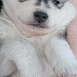 Gray girl - Gray and white female Siberian Husky puppy in Warrenville, South Carolina from StormVale Siberians