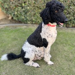 Poodle All Grown Up from Moonlight Standard Poodles
