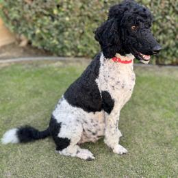 Poodle All Grown Up from Moonlight Standard Poodles