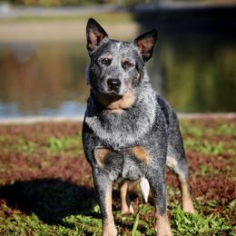 Georgia  - Australian Cattle Dog