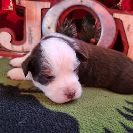 Girl 1 - Red Miniature Australian Shepherd puppy in Bethany, Connecticut from Tini Thyme Mini Aussies