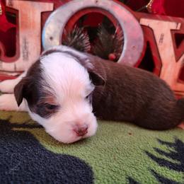 Girl 1 - Red Miniature Australian Shepherd puppy in Bethany, Connecticut from Tini Thyme Mini Aussies