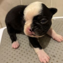 Beau - Black and white male Boston Terrier puppy in Spartanburg, South Carolina from Sassy Pap Farms