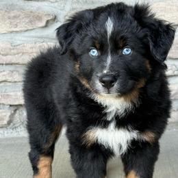 Sassy - Black tri female Miniature Australian Shepherd puppy in Cunningham, Tennessee from Copper Creek Aussies