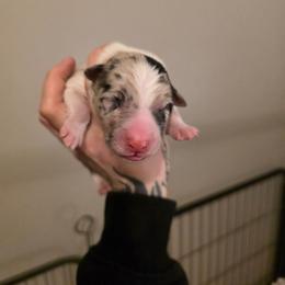 Boy 4 - Blue merle male Border Collie puppy in Richmond, Maine from Lil Maine Border Collies