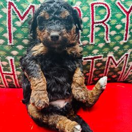 Candy - Tri-color female Bernedoodle puppy in Sherman, Illinois from Shirl Doodle Life