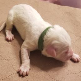 Kelly Green Collar Boy - White male Great Pyrenees puppy in Bon Aqua, Tennessee from Joel's Farm LLC