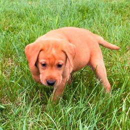 Brown Collar Female - Yellow female Labrador Retriever puppy in Quinlan, Texas from Wright Way Retrievers