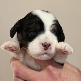 Tess - Tri-color female Cavapoo puppy in Awendaw, South Carolina from LierChonPoo