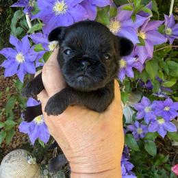 Molly - Black female Brussels Griffon puppy in Brooks, Georgia from Brooks Berner Bears & Brussels Griffons