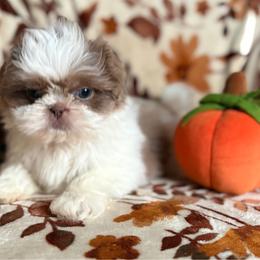 Happy - Tricolor male Shih Tzu puppy in Las Vegas, Nevada from Vegas Shih Tzus