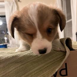 Boy 2 - Sable male Pembroke Welsh Corgi puppy in Saylorsburg, Pennsylvania from Dunnideer Farm