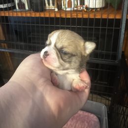 Tillie - Sable spotted white female Chihuahua puppy in Madison, Virginia from KimberGlen Chihuahuas