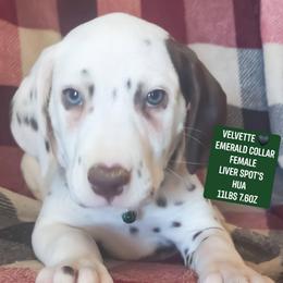 Velvette (Emerald Collar Female) HUA - White and liver brown female Dalmatian puppy in Raymondville, Missouri from Wagner's Dalmatian's
