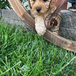 Poodle Puppies from 3C Poodles