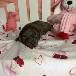 Helen - Dapple female Dachshund puppy in Lake City, Florida from My Ditzy Doxies of Florida