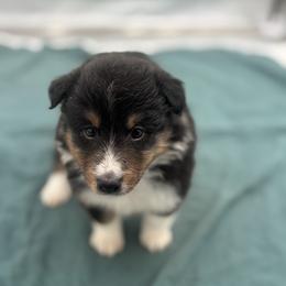 Girl 2 - Black white and tan female Shetland Sheepdog puppy in Pensacola, Florida from Nancy Barger's Siberian Huskies