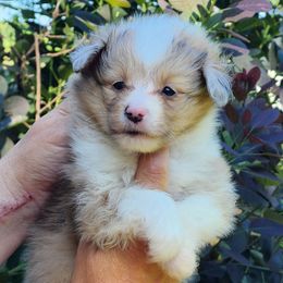 Girl 4 - Sable merle and white female Shetland Sheepdog puppy in Weedsport, New York from M&M Shelties and Smooch-A-Bulls English Bulldogs