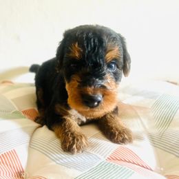Boy 3 - male Airedale Terrier puppy in Elkins Park, Pennsylvania from Bighen Airedales
