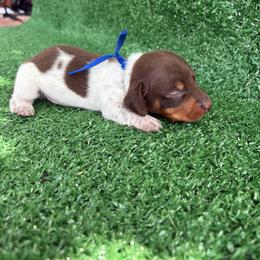 Teddy - Piebald male Dachshund puppy in Hawley, Texas from Little e Dachshunds