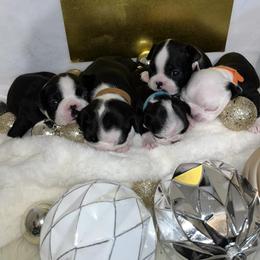 Boston Terrier Puppies from Baldwins Boston Terriers