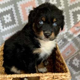 Violet - Black tri-color female Australian Shepherd puppy in Clover, South Carolina from Jo’s Aussies
