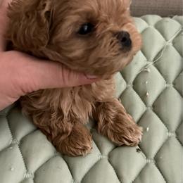 Boy - Apricot male Maltipoo puppy in San Diego, Temecula, Ontario, California from Yorkie & Maltese Royalty