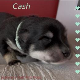 Cash - Black and white male Pomsky puppy in Cottrellville, Michigan from Jeanne’s Half Pint Pups