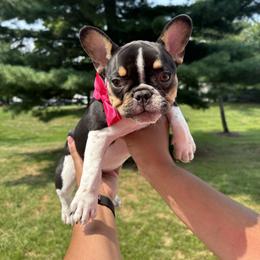 French Bulldog Puppies from Luvia Anderson