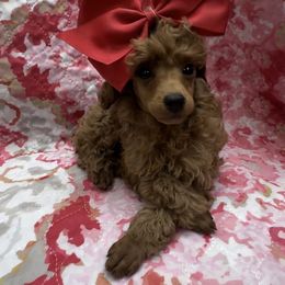 Scarlet - Red  female Poodle puppy in Hardinsburg, Indiana from KC Recherche'