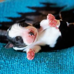 Midnight Thunder - Black tri-color male Australian Shepherd puppy in Paola, Kansas from Tiz Ranch