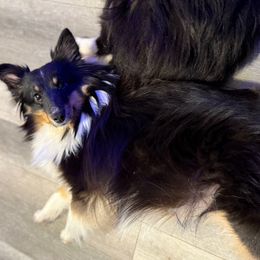 Ezzy - Shetland Sheepdog