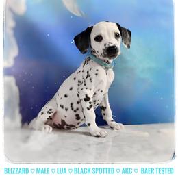Blizzard - White and black male Dalmatian puppy in Salem, Missouri from Paradise Spots Dalmatians