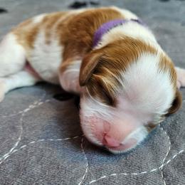 Dark purple girl - Blenheim female Cavalier King Charles Spaniel puppy in Castorland, New York from Faithful Friends Cavaliers