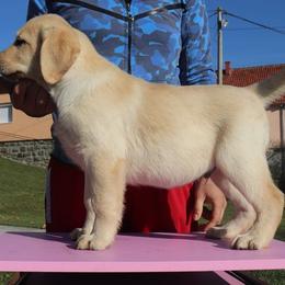 Labrador Retriever Puppies from Archer Lodge Labradors