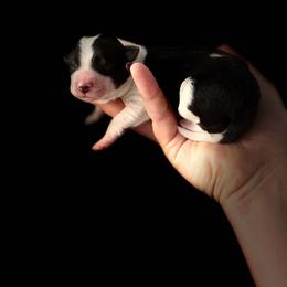Oreo - Black and white male Border Collie puppy in New Mexico from Twisted Biscuit Border Collies
