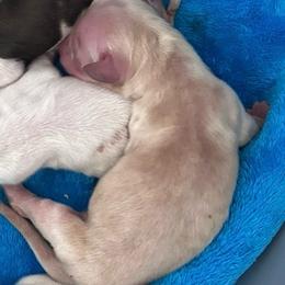 Faith - Cream female Dachshund puppy in Spring Creek, Nevada from Hobby Horse Mini Doxies