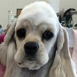 Macy - Cocker Spaniel
