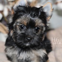 Rosie - Black and tan female Yorkshire Terrier puppy in Austin, Texas from H6 Yorkies