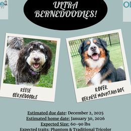 Bernedoodle puppies from OlliePups, LLC