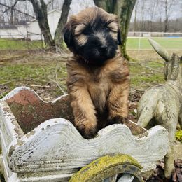 Soft Coated Wheaten Terrier Puppies from Warzalas wheatens