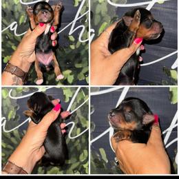 Willow - Black and gold female Morkie puppy in Cleveland, Tennessee from Moody’s Morkies and More