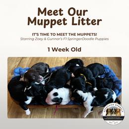 Springerdoodle puppies from Storyside Kennels