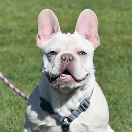 French Bulldogs from Frenchies El Capitan