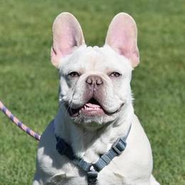 French Bulldogs from Frenchies El Capitan