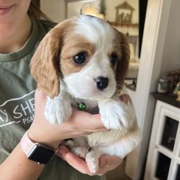 Reginald - Blenheim male Cavalier King Charles Spaniel puppy in Hixson, Tennessee from Erickson Cavaliers