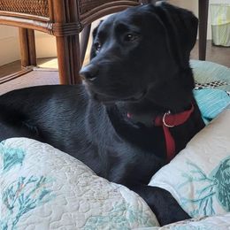 Labrador Retriever All Grown Up from Redfearn Retrievers