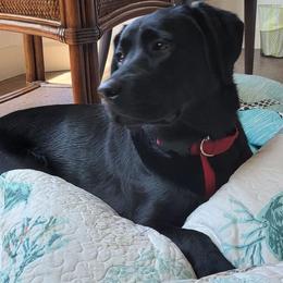 Labrador Retriever All Grown Up from Redfearn Retrievers